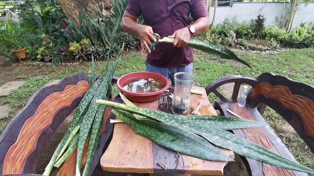 HOW TO CARE AND ARRANGE SNAKE PLANTS (SANSEVIERIA) IN A VASE FOR INDOOR DESIGN смотреть онлайн