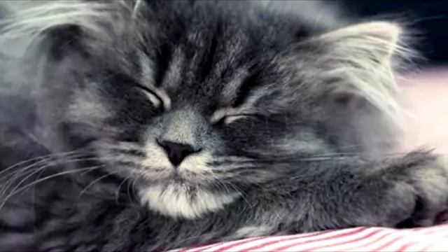 Мужчина купил породистого котёнка за 10 тысяч, но он и не подозревал какой сюрприз его ждёт смотреть онлайн