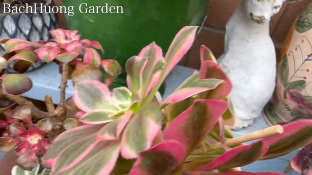 Aeonium & Echeveria , Korean Tour, Episode 3 . смотреть онлайн