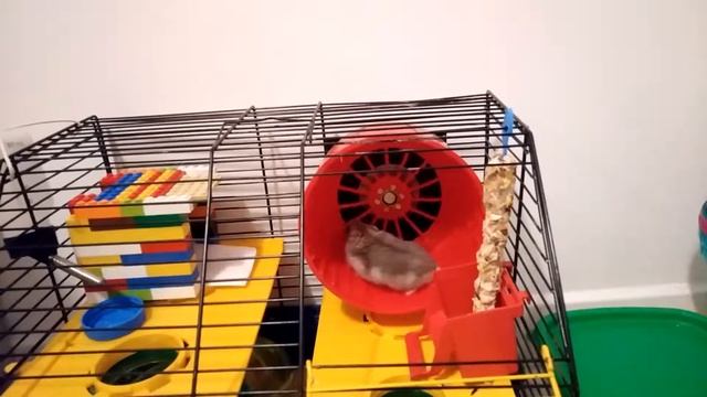 Хомяк в бесшумном колесе с приводом от жестокого диска смотреть онлайн