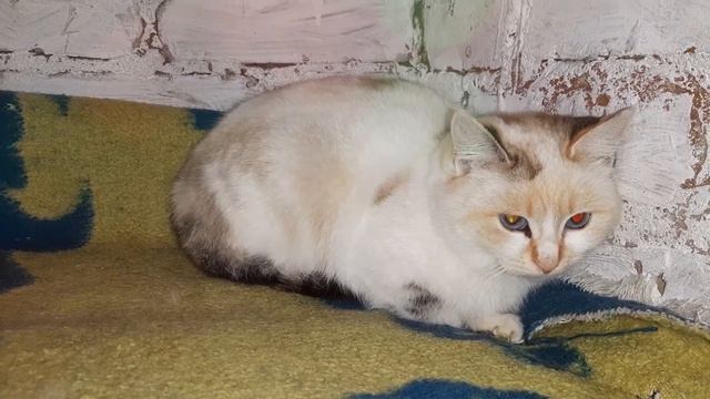 В это трудно поверить! Такая красивая, голубоглазая кошечка до сих пор бездомная! смотреть онлайн