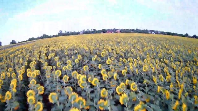 2019 07 13   Подсолнухи