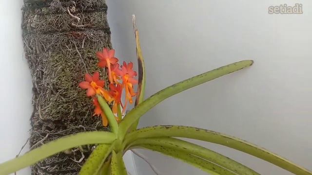 Vanda miniata 'multicolor' смотреть онлайн