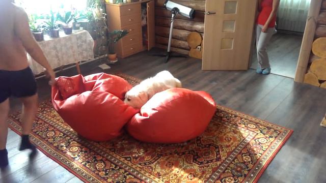 Злой пес рвет подушку смотреть онлайн