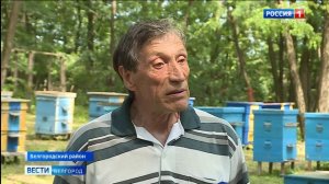 В России вступил в силу новый закон о пчеловодстве