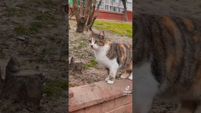 почему кот приносит пойманных мышей хозяину #кот смотреть онлайн