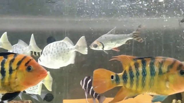 Цихлазома феста Cichlasoma Festae