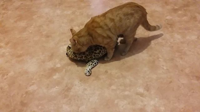 Кот недотрога смотреть онлайн