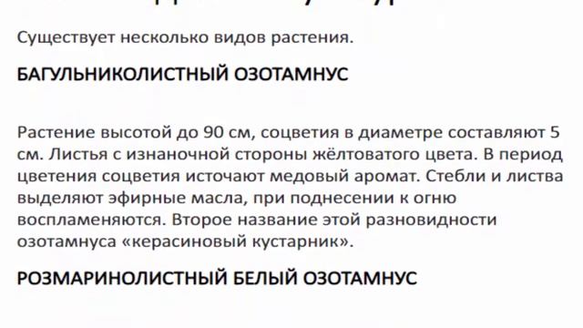 Озотамнус рисовый --- цветок для создания цветочных композиций. смотреть онлайн