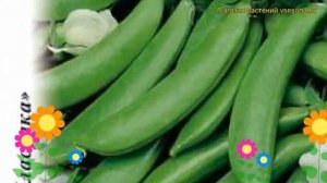 Горох Сахарный 2 (Горох). Краткий обзор, описание характеристик, где купить семена pisum sativum