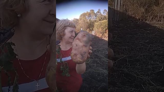 Тамбовская картошка смотреть онлайн