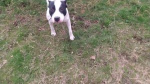 Как собаки  встречают хозяина)) Питбуль | Стафф