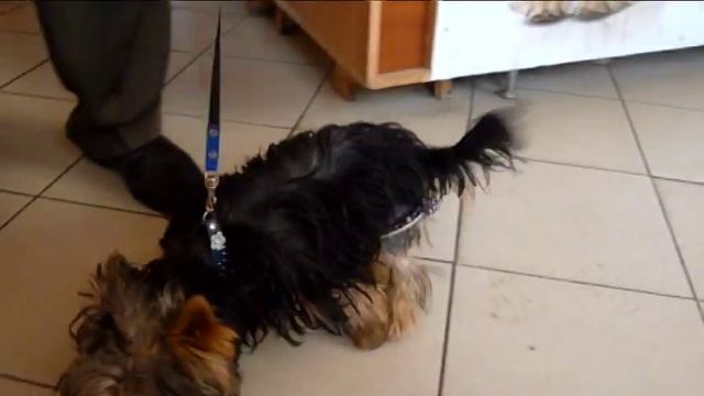 Ветеринарная клиника "Айболит". Евпатория. Перелом бедренной кости у йоркширского терьера смотреть онлайн