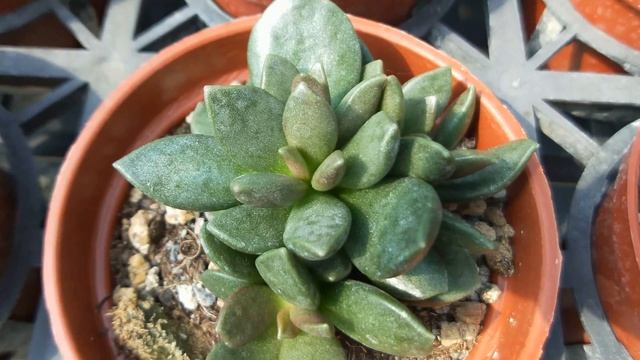 Adromischus hemisphaericus 多肉植物辨識 松蟲 смотреть онлайн