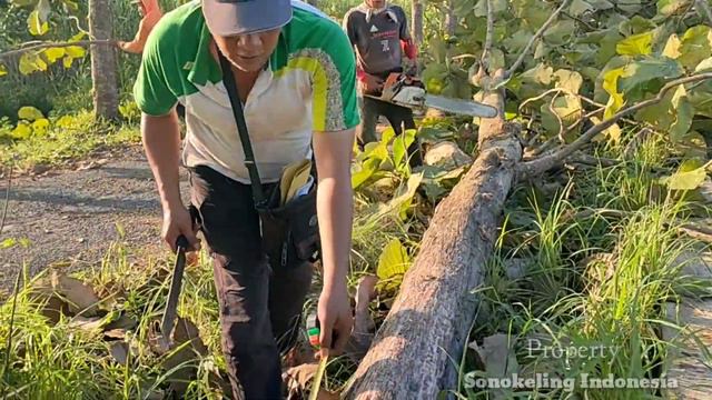 Lucky Fate,,! The boss got 300 teak & mahogany trees in bulk смотреть онлайн