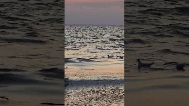 Анапа, чёрное море, птицы, чайки летят,  закат