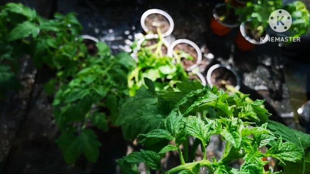 Цветы, саженцы, рассаду - все беру здесь. Рай для вашей дачи смотреть онлайн