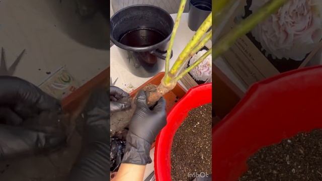 Посадка Канадской розы, Пиона и хост из пакета. #пион #роза #хоста #цветы #сибирь #дачасадогород смотреть онлайн