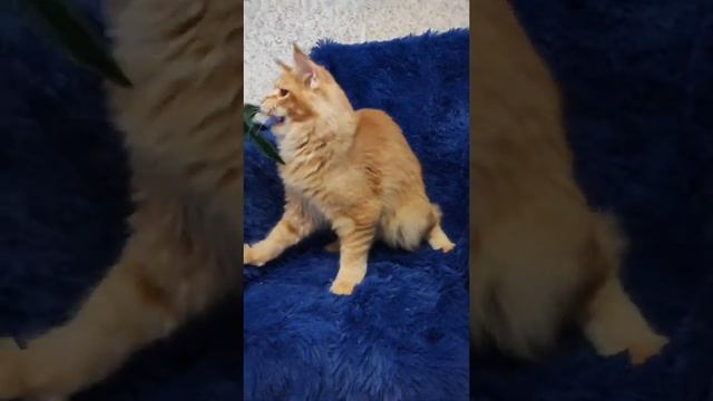 Зилант 6,5 месяцев смотреть онлайн