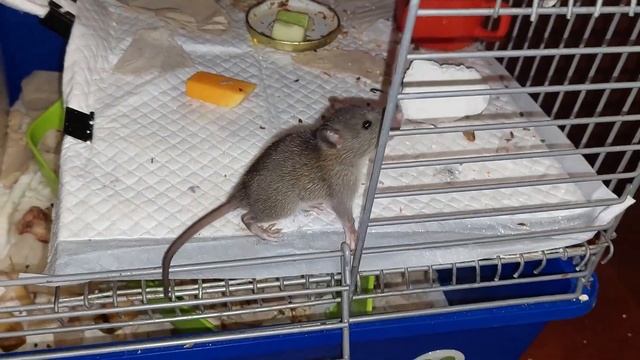 Снимала крысят от рождения до взросления! ? Крысы/крысята Как растут крысята? смотреть онлайн