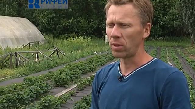 Зелёный участок Мульчирование садовой земляники смотреть онлайн