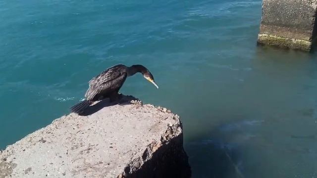 УУУУХХХХ УКУСИТ ИЛИ НЕ УКУСИТ!!!! КАБАРДИНКА, ПЛЯЖ, МОРЕ!!! смотреть онлайн