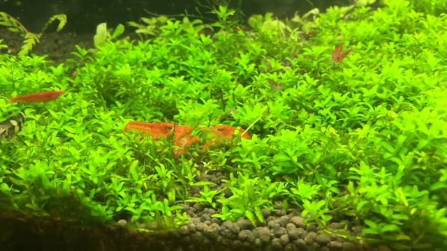 Оранжевые раки дерутся за таблетку корма