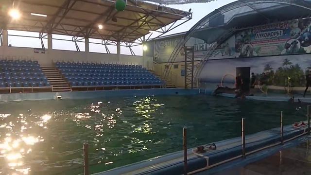 Представление в дельфинарии станицы Голубицкая. 12 июля 2020 г. смотреть онлайн