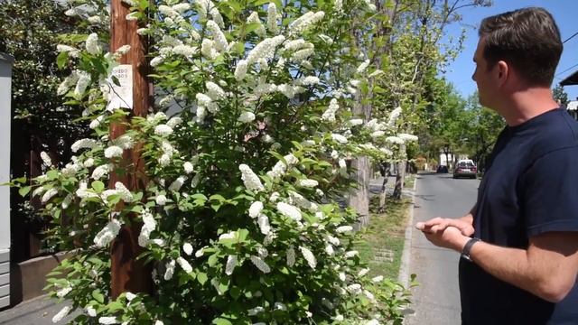 Prunus padus - Zelnicemeggy смотреть онлайн