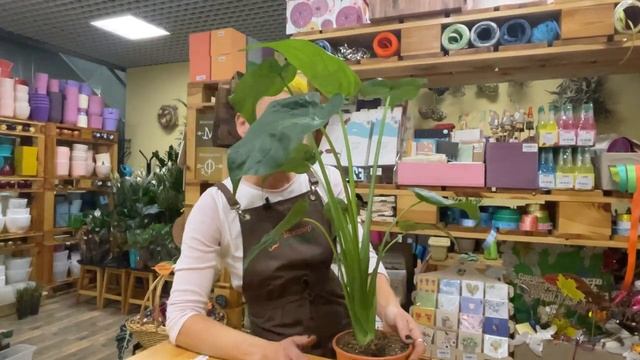 Алоказия Венти | Эффектное и не очень прихотливое комнатное растение с большими листьями смотреть онлайн