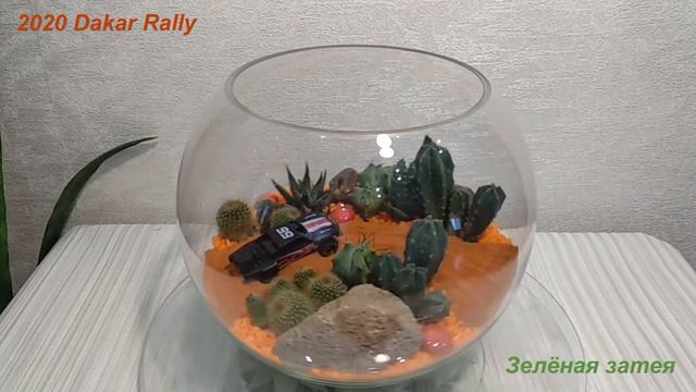 Флорариум "2020 Dakar Rally". Мини-сад из суккулентов. смотреть онлайн