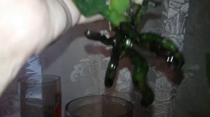 Орхидея.наращиваем корни у  реанимашек с препаратом НВ 101