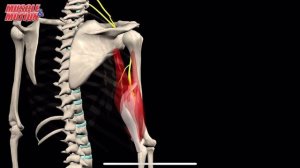 Трехглавая мышца плеча (трицепс). 3d anatomy MUSCLE MOTION