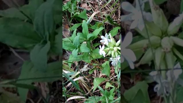 Бабочка Бражник "колибри" смотреть онлайн