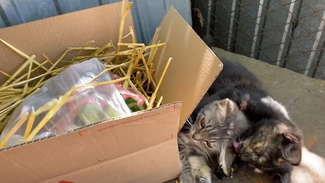 Клубника Украина//Купить саженцы клубники//Купить семена Овощей смотреть онлайн