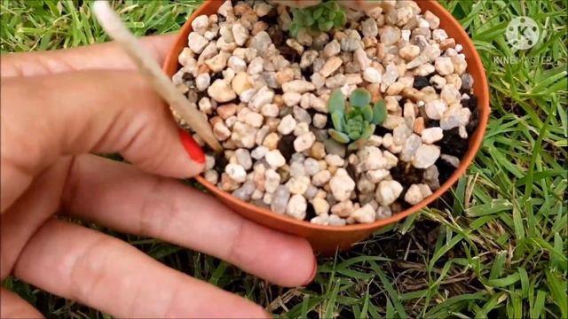 Les comparto un Update de las Decapitaciones que hice!!! смотреть онлайн