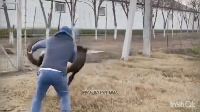 Схватка ЧЕМПИОНА и ГОРНОГО КОЗЛА. ЗА ПОЯС! смотреть онлайн