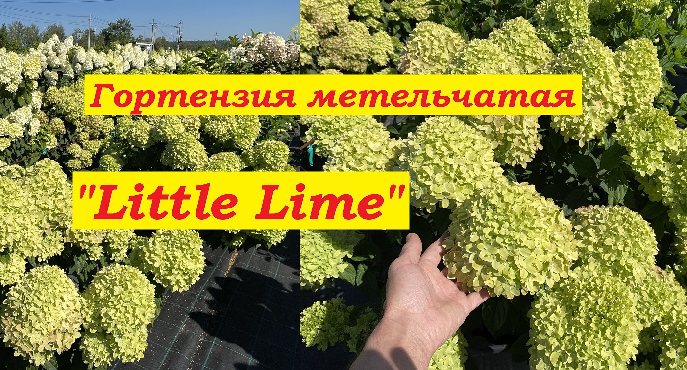 Гортензия метельчатая Литтл Лайм Hydrangea paniculata Little Lime смотреть онлайн