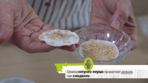 ПОСЕВ ПЕРЦА НА РАССАДУ. Подробная инструкция