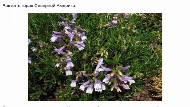 Пенстемон Халла, Наперстянковый, Давидсона, Кобо, Бородатый, Альпийский смотреть онлайн
