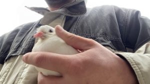 Почему Сохнут и Дохнут Голубята? Обратите ВНИМАНИЕ и на Это!