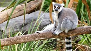 Лемур - интересные факты