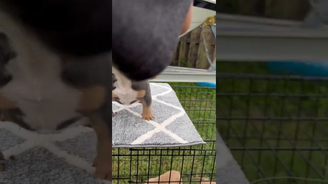 baby pitbull смотреть онлайн