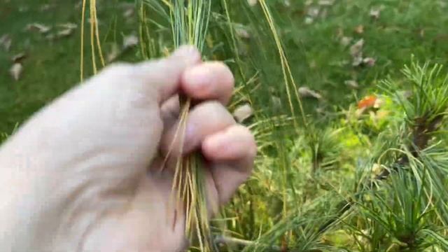 Грибы на моём участке / #моховик смотреть онлайн