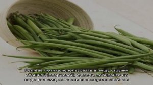 Чем отличаются спаржевая фасоль и стручковая фасоль: фото бобовых и разница между ними