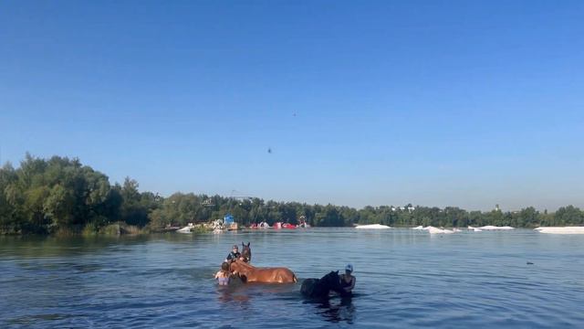 Взрослые и дети купаются с лошадками смотреть онлайн