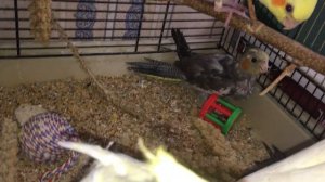 Все о нимфа Корелла, содержание, уход, мой опыт