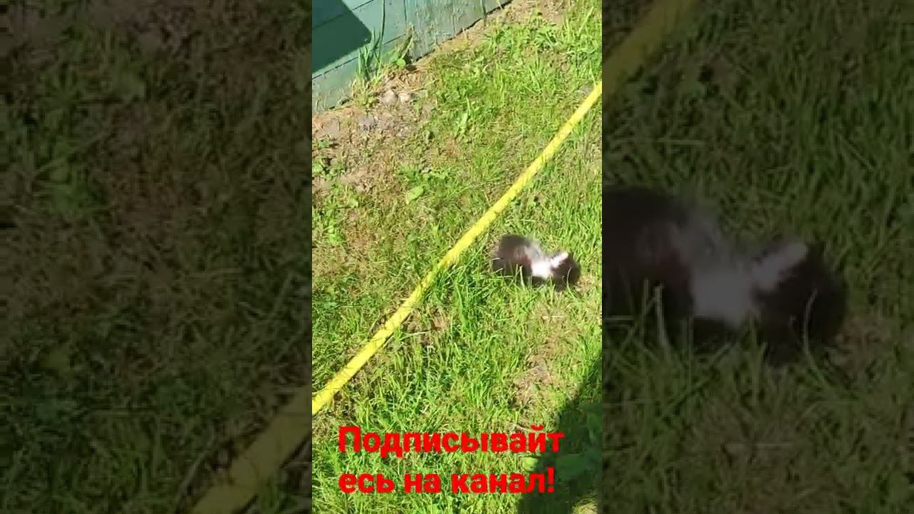 котëнок и солнышко! смотреть онлайн