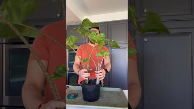 Alocasia Stingray смотреть онлайн