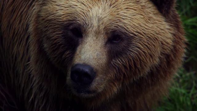 Красивая музыка для души и отдыха с великолепным клипом про животных смотреть онлайн